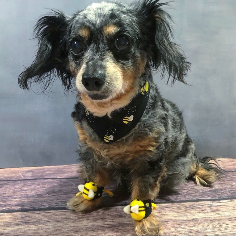 Paw Piece Set 🐝